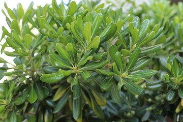 close up of a plant