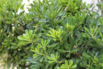 close up of a plant