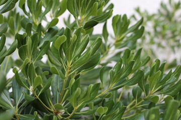 close up of a plant