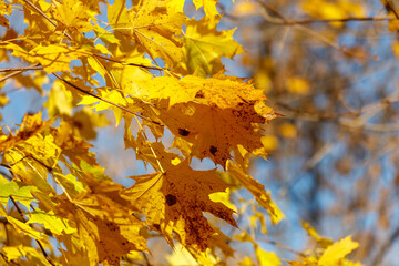 Yellow leaves on a maple tree in autumn