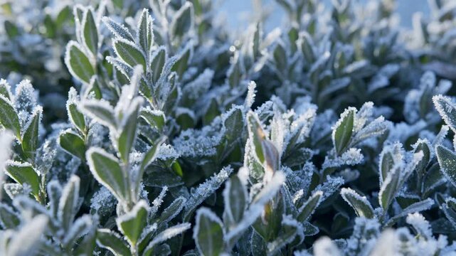 Slow camera movement along frozen boxwood leaves with frost patterns on a sunny winter day. Great Christmas or New Year background