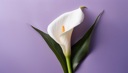Obraz premium Elegant Close-up of a Pristine White Calla Lily Against Soft Lavender Background Capturing its Graceful Petals and Vibrant Yellow Spadix