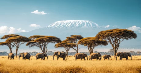 A herd of elephants grazes in the African savanna with Mount Kilimanjaro in the background.