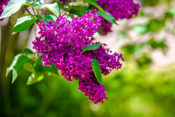 Pink lilac blooms in the Botanical garden 