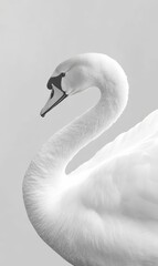 Fototapeta premium White swan with black eye, elegant neck.