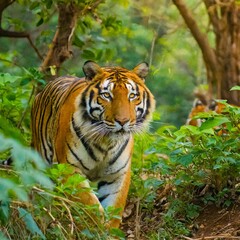 Fototapeta premium Stunning Wildlife Capture of Majestic Tigers Roaming Freely Through the Dense Jungle During Spring, Showcasing Raw Nature at Its Best with No Human Presence