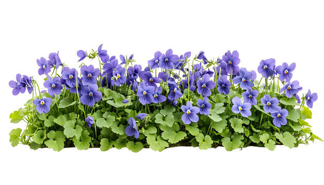 A patch of wild violets growing, isolated on transparent background