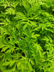 green leaves of kenikir Cosmos caudatus kunth background make a health