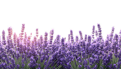 Naklejka premium Lavender flowers growing in a lush field, isolated on transparent background