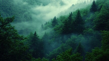 Foggy morning in the forest, with green trees and mountains