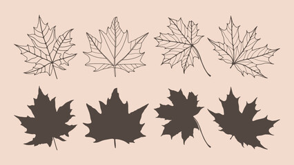 Outline of various maple leaves isolated on a light background. Hand drawn vector botanical illustration