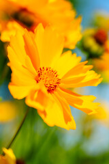 Yellow coreopsis basalis flowers blossom in bright sunlight in early summer