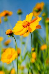 Yellow coreopsis basalis flowers blossom in bright sunlight in early summer