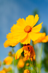 Yellow coreopsis basalis flowers blossom in bright sunlight in early summer