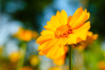 Yellow coreopsis basalis flowers blossom in bright sunlight in early summer