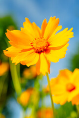 Yellow coreopsis basalis flowers blossom in bright sunlight in early summer