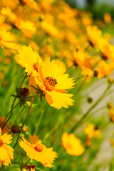 Honey bee on yellow coreopsis basalis flower in bright sunlight under clear blue sky