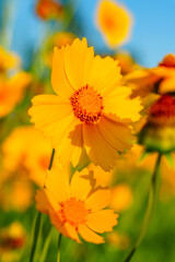 Yellow coreopsis basalis flowers blossom in bright sunlight in early summer