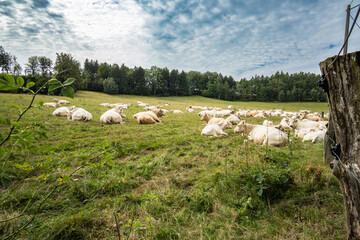 Kuhherde auf der Weide 1