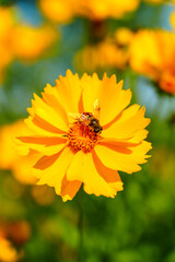 Honey bee on yellow coreopsis basalis flower in bright sunlight under clear blue sky
