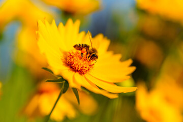 Honey bee on yellow coreopsis basalis flower in bright sunlight under clear blue sky