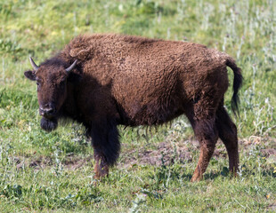 American Bison (Buffalo) Adult Grazing. Bison Paddock, Golden Gate Park, San Francisco, California, USA. © Yuval Helfman