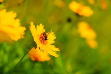 Honey bee on yellow coreopsis basalis flower in bright sunlight under clear blue sky