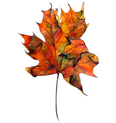 Colorful Watercolor Illustration on a light background.