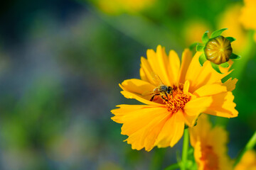 Honey bee on yellow coreopsis basalis flower in bright sunlight under clear blue sky