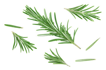 Obraz premium rosemary leaves isolated on white background. clipping path
