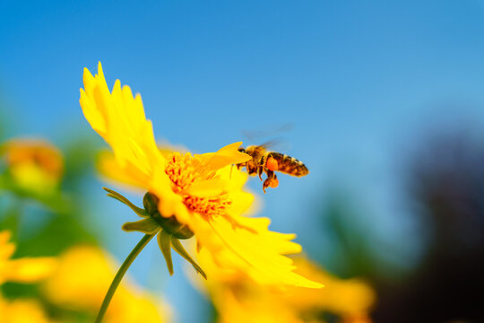 Honey bee on yellow coreopsis basalis flower in bright sunlight under clear blue sky