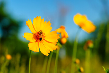 Honey bee on yellow coreopsis basalis flower in bright sunlight under clear blue sky