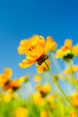Obraz premium Yellow coreopsis basalis flower blossoms in bright sunlight under clear blue sky