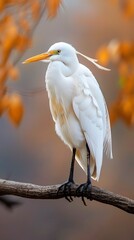 A close-up of a cattle egret perched on a branch ai generated art