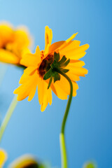 Yellow coreopsis basalis flower blossoms in bright sunlight under clear blue sky