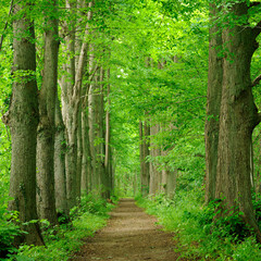 Avenue of Linden Trees through Green Forest