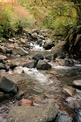 Clean Water Flowing Over Dark Rocks in Forest - Tranquil Nature Stream