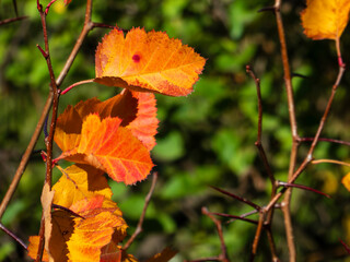 Golden autumn leaves on a tree branch