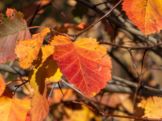 Golden autumn leaves on a tree branch