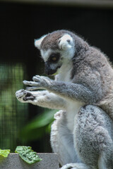 Lemur