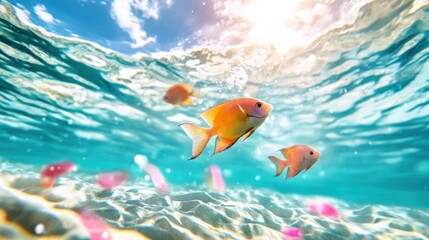 Colorful Fish Swimming Under Clear Blue Water