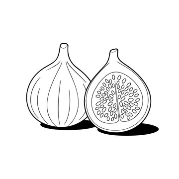 recommend clip art: Fresh fig Fruit and slice line art vector illustration