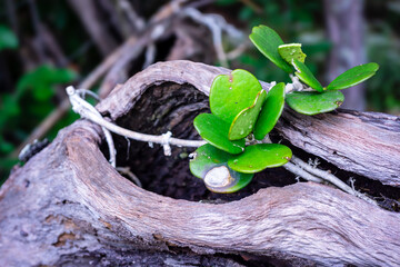 Hoya lanceolata ssp. bella in nature lives on dry branches
