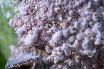 Macro photo of many Mealybugs and Sugar ants. Tiny ones that depend on each other.