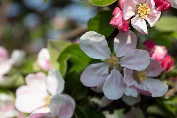 Close-up of wild apple blossom in spring