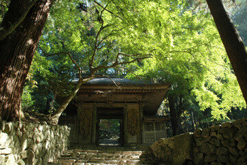 Old temple's gate in fresh woods / 新緑の木漏れ日と石段の続く山門