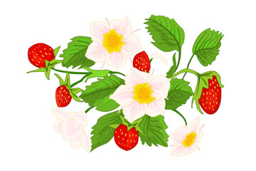 Wild strawberry on white background. Wild strawberry berries, leaves and flowers. Red strawberry bush with leaves and berries blossoms. Growing berry plant. Design for tea label. Vector illustration