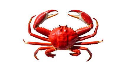 Red king crab 
