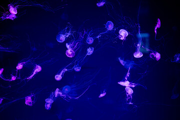 Colorful jellyfish swimming gracefully in dark waters with glowing bioluminescence display at night