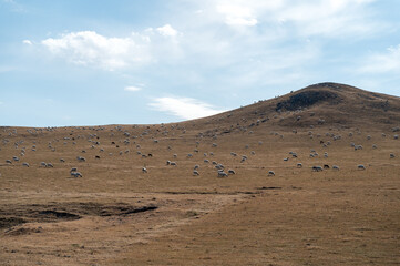The Sheeps on the Grassland